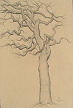 tree study (graphite on paper) by artist Dave Hewson